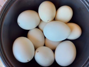 huevos blancos vaciados